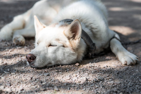 Close-up of a husky dog's head on a blurred background. The dog's fur is white. The dog is sleeping...