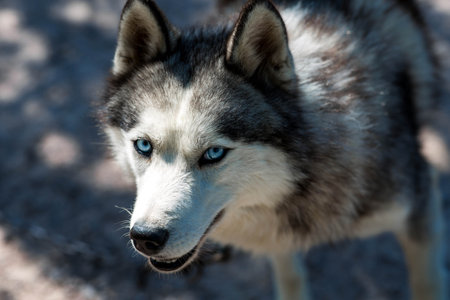 Close-up of a husky dog's head with blue eyes against a blurred background. The dog's fur is gray and white. The dog is looking directly at the camera.の写真素材