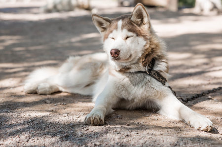 Close-up of a husky dog's head with a blurred background. The dog's fur is gray-brown. The dog is looking directly at the camera.の写真素材
