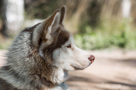 Close-up of a husky dog's head with a blurred background. The dog's fur is gray-brown. The dog is looking directly at the camera.の写真素材