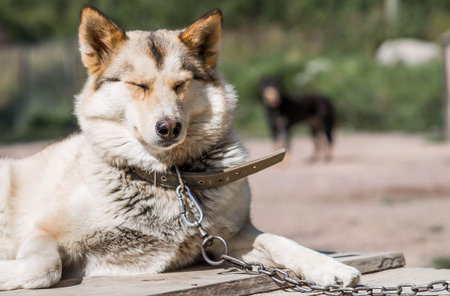 Close-up of a husky dog's head with a blurred background. The dog's fur is gray-brown. The dog is...