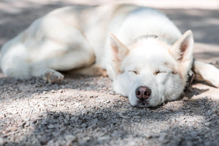Close-up of a husky dog's head on a blurred background. The dog's fur is white. The dog is sleeping on the ground.の写真素材