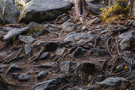 Image of tree roots intertwined between stones. The photo was taken in Karelia on the Ladoga skerries. The sunlight illuminates the roots and stones.の写真素材