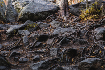Image of tree roots intertwined between stones. The photo was taken in Karelia on the Ladoga skerries. The sunlight illuminates the roots and stones.の写真素材