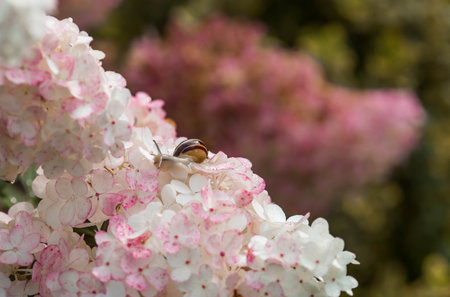 Terrestrial gastropod mollusk of the Helicidae family. Grape snail (Helix pomatia) on a flowering hydrangea. Garden pest. Edible snail.の写真素材