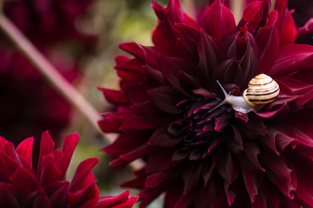 Terrestrial gastropod mollusk of the Helicidae family. Grape snail (Helix pomatia) on a flowering dahlia. Garden pest. Edible snail.の写真素材