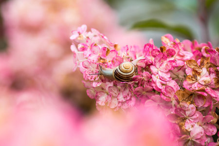 Terrestrial gastropod mollusk of the Helicidae family. Grape snail (Helix pomatia) on a flowering hydrangea. Garden pest. Edible snail.の写真素材