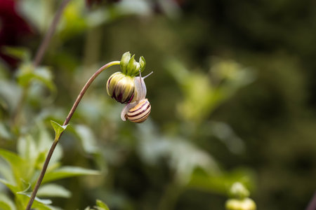 Terrestrial gastropod mollusk of the Helicidae family. Grape snail (Helix pomatia) on a flowering...