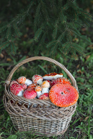 Poisonous red wild mushrooms in a wicker basket. Picking up toadstools. Microdose of poison or mushroom poisoning.の写真素材