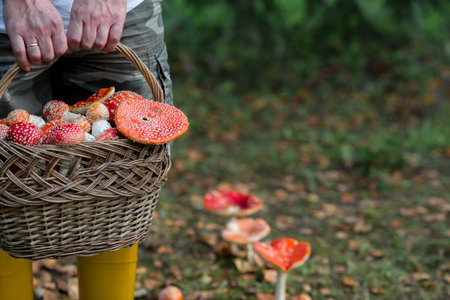 Poisonous red wild mushrooms in a wicker basket and a mushroom picker's feet in yellow boots....