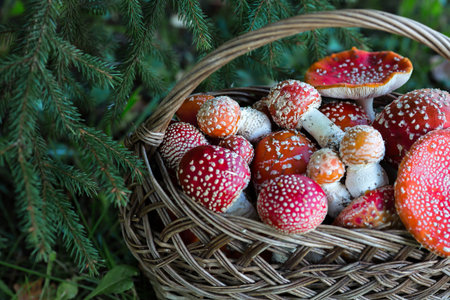 Poisonous red wild mushrooms in a wicker basket. Picking up toadstools. Microdose of poison or mushroom poisoning.の写真素材