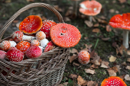 Poisonous red wild mushrooms in a wicker basket. Picking up toadstools. Microdose of poison or...