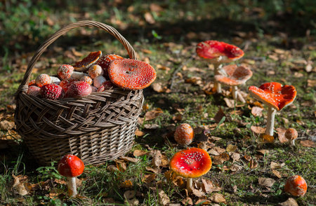 Poisonous red wild mushrooms in a wicker basket. Picking up toadstools. Microdose of poison or mushroom poisoning.の写真素材