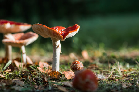 Poisonous red wild mushrooms. Picking up toadstools. Microdose of poison or mushroom poisoning.
