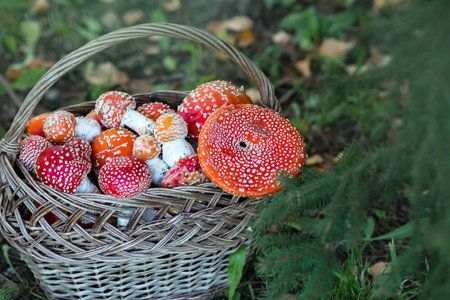 Red wild mushrooms in a wicker basket. Picking up toadstools.