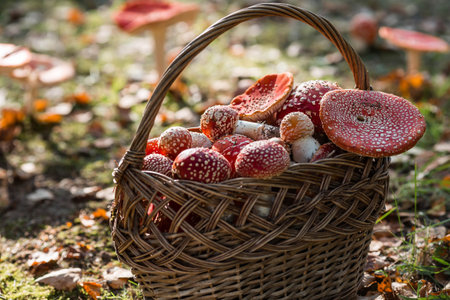 Poisonous red wild mushrooms in a wicker basket. Picking up toadstools. Microdose of poison or mushroom poisoning.の写真素材
