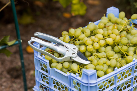 Harvesting grapes from a vine. A box of grapes and garden shears. A bountiful harvest. Close-up.の写真素材