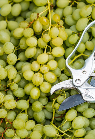 Harvesting grapes from a vine. A box of grapes and garden shears. A bountiful harvest. Close-up.の写真素材