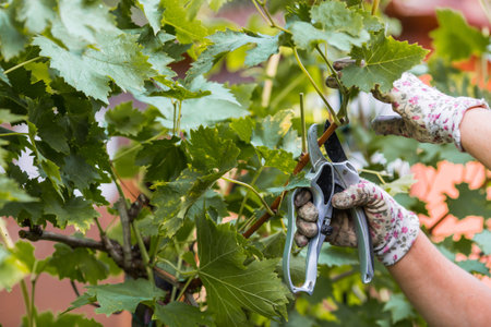 Autumn work in the garden. A gardener's hand with a pruning shears. Pruning a grapevine with a...