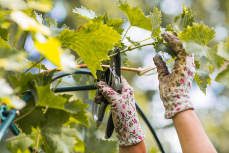Autumn work in the garden. A gardener's hand with a pruning shears. Pruning a grapevine with a pruning shears. Garden and orchard, gardening, plant care.の写真素材