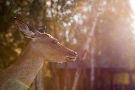 Portrait. Deer in its natural habitat, in the forest on a private eco-farm. Animal husbandry.の写真素材