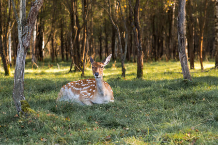 Portrait. Deer in its natural habitat, in the forest on a private eco-farm.の写真素材