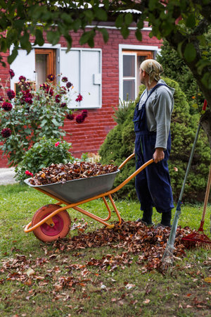 A pile of autumn leaves, and a man is doing a general cleaning in the garden. In autumn, people...