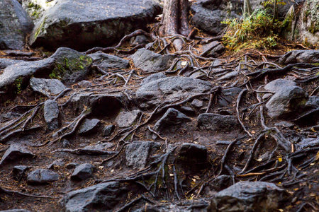 The roots of the trees on the rocks in the autumn forest.の写真素材