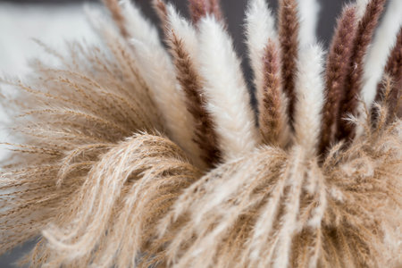 A cozy home-made autumn composition. Still life. A beautiful bouquet of dried pampas grass in a vase...