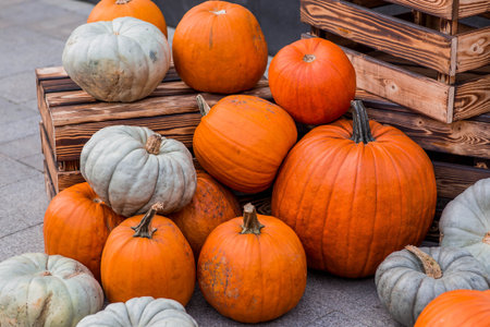 Autumn pumpkin background. A rich harvest of pumpkins in the street. The concept of Halloween or Thanksgiving.の写真素材
