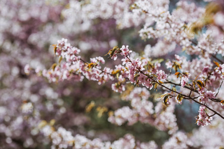 Pink cherry blossoms. Spring, nature coming to life. Japanese cherry blossoms in a spring garden....