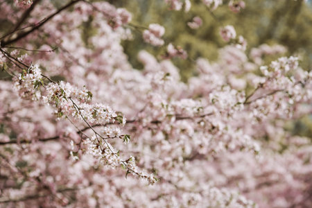 Pink cherry blossoms. Spring, nature coming to life. Japanese cherry blossoms in a spring garden....