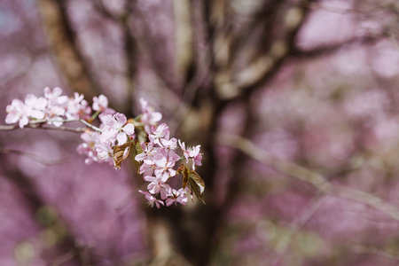 Pink cherry blossoms. Spring, nature coming to life. Japanese cherry blossoms in a spring garden....