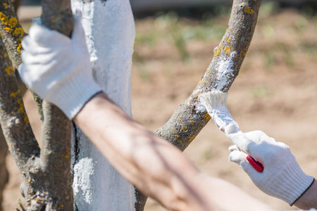 The trunk of a tree and the hand of a male gardener with a brush and whitewash, painting an apple...