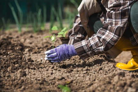 Spring vegetable planting and agriculture. Pumpkin, zucchini, or squash seedlings are planted in the ground. A woman's hands, wearing gardening gloves, hold a young plant.の写真素材