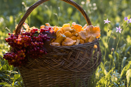 A beautiful basket of mushrooms. Yellow chanterelles in a beautiful wicker basket in a birch forest.の写真素材