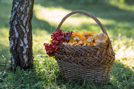 Yellow chanterelles in a beautiful wicker basket in a birch forest. Edible chanterelle mushrooms. Beautiful basket of mushrooms.の写真素材