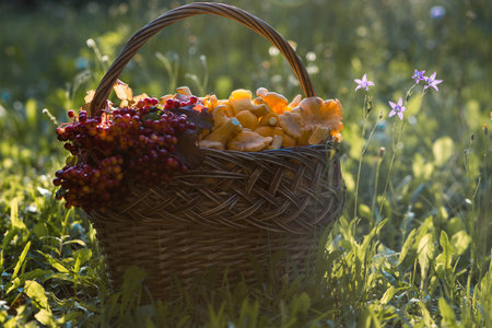 Yellow chanterelles in a beautiful wicker basket in a birch forest. Edible chanterelle mushrooms. Beautiful basket of mushrooms.の写真素材