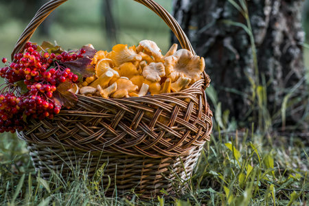 A beautiful basket of mushrooms. Yellow chanterelles in a beautiful wicker basket in a birch forest.の写真素材