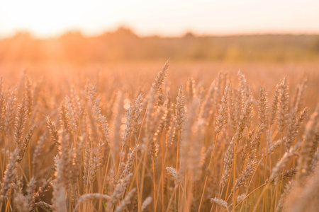 A rural landscape at sunset. Golden wheat stalks against the backdrop of a ripening field. A close-up of an agricultural cereal plant. The concept of planting and harvesting a bountiful harvest.の写真素材