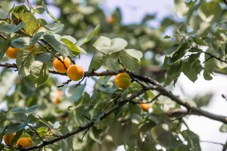 Tree branches with yellow and orange apricot fruits among green leaves. Fruit harvest.の写真素材