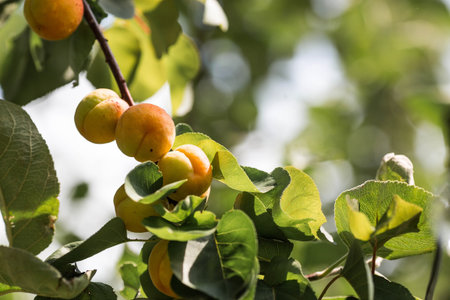 Tree branches with yellow and orange apricot fruits among green leaves. Fruit harvest.の写真素材