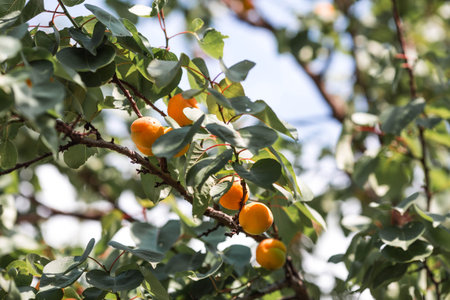 Tree branches with yellow and orange apricot fruits among green leaves. Fruit harvest.の写真素材
