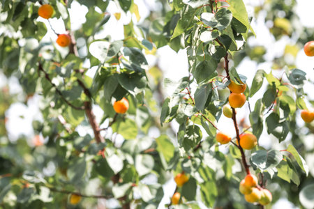 Tree branches with yellow and orange apricot fruits among green leaves. Fruit harvest.の写真素材
