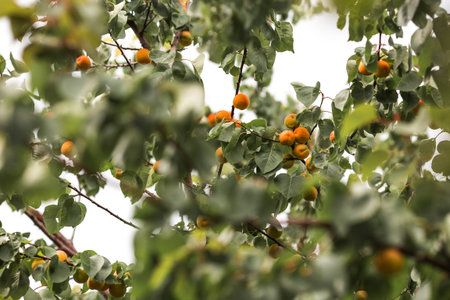 Tree branches with yellow and orange apricot fruits among green leaves. Fruit harvest.の写真素材