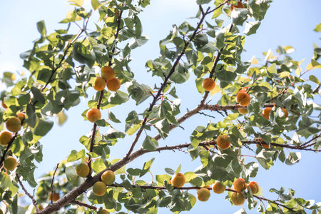 Tree branches with yellow and orange apricot fruits among green leaves. Fruit harvest.