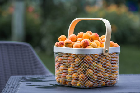A basket full of apricots on a table in the garden. A harvest of fruit.の写真素材