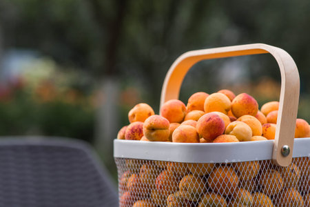 A basket full of apricots on a table in the garden. A harvest of fruit.の写真素材