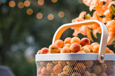 A basket full of apricots on a table in the garden next to a vase of orange lilies. A harvest of fruit.の写真素材
