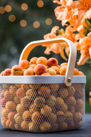 A basket full of apricots on a table in the garden next to a vase of orange lilies. A harvest of fruit.の写真素材